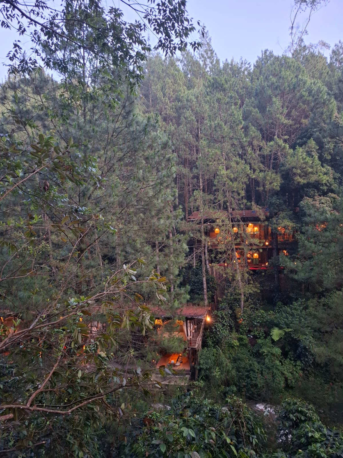Cafe in the Forest