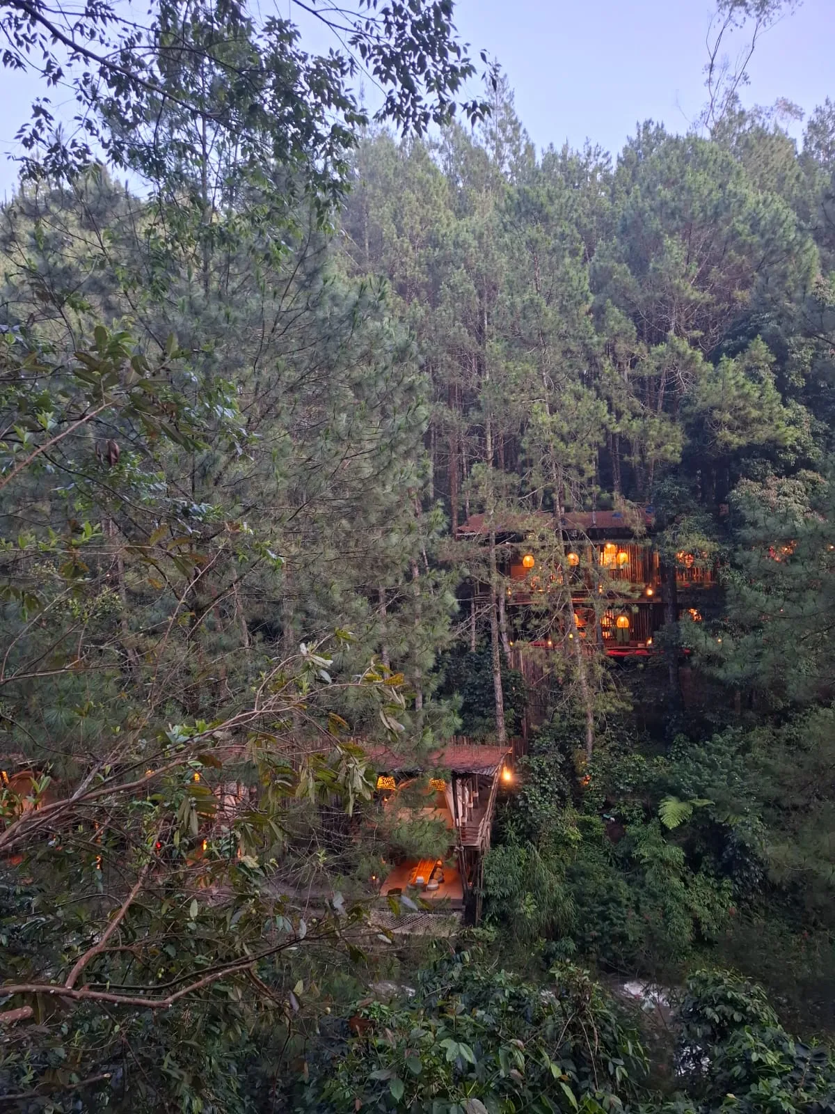 Cafe in the Forest